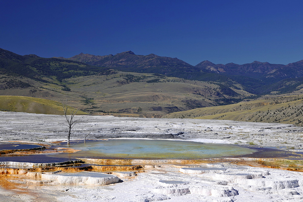 New Blue Spring, limestone sinter terraces, geysers, hot springs, dead trees, in Mount Everts, Mammoth Hot Springs Terraces in Yellowstone National Park, Idaho, Montana, Wyoming, America