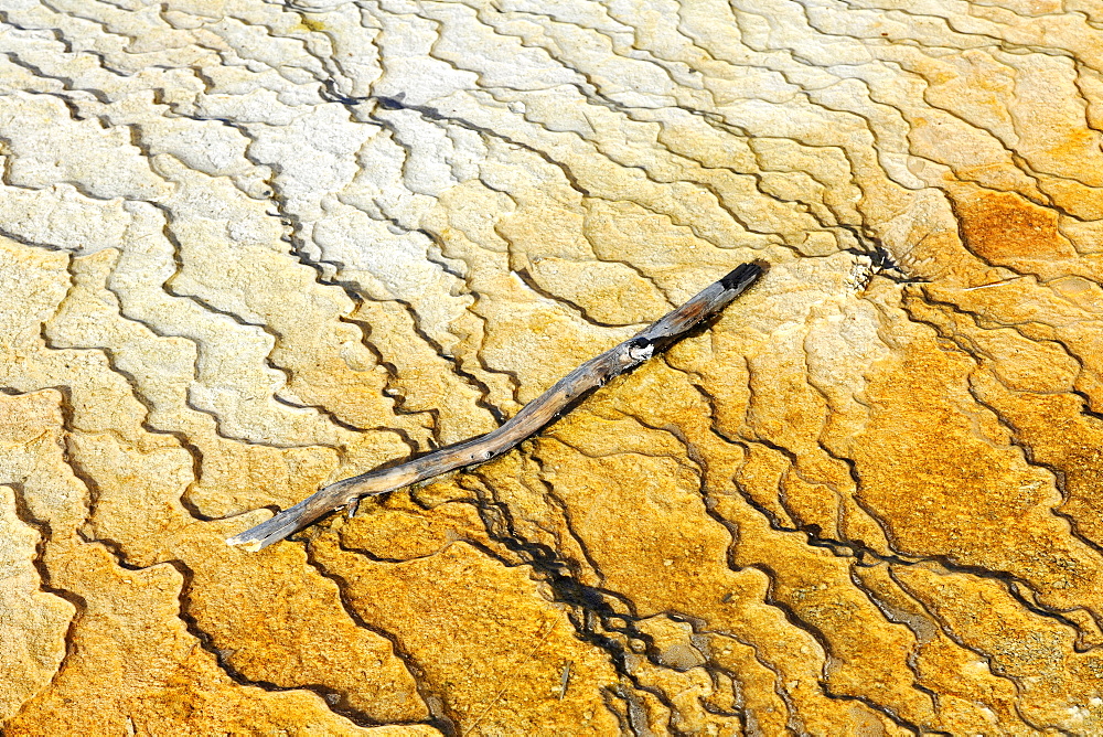 Drainage area of New Blue Spring Terrace, limestone sinter terraces, geysers, hot springs, colorful thermophilic bacteria, microorganisms, Mammoth Hot Springs Terraces in Yellowstone National Park, Wyoming, United States of America, USA