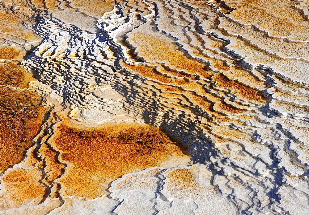 Drainage area of New Blue Spring Terrace, limestone sinter terraces, geysers, hot springs, colorful thermophilic bacteria, microorganisms, Mammoth Hot Springs Terraces in Yellowstone National Park, Wyoming, United States of America, USA