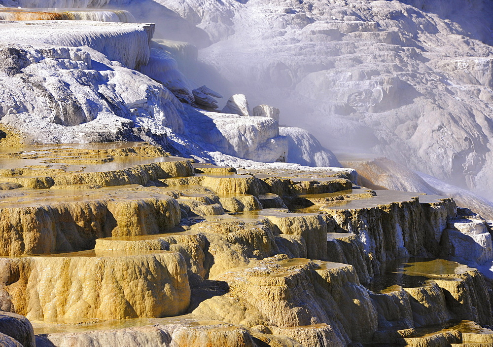 Canary Spring Terrace, limestone sinter terraces, geysers, hot springs, colorful thermophilic bacteria, Mammoth Hot Springs Terraces in Yellowstone National Park, Wyoming, United States of America, USA