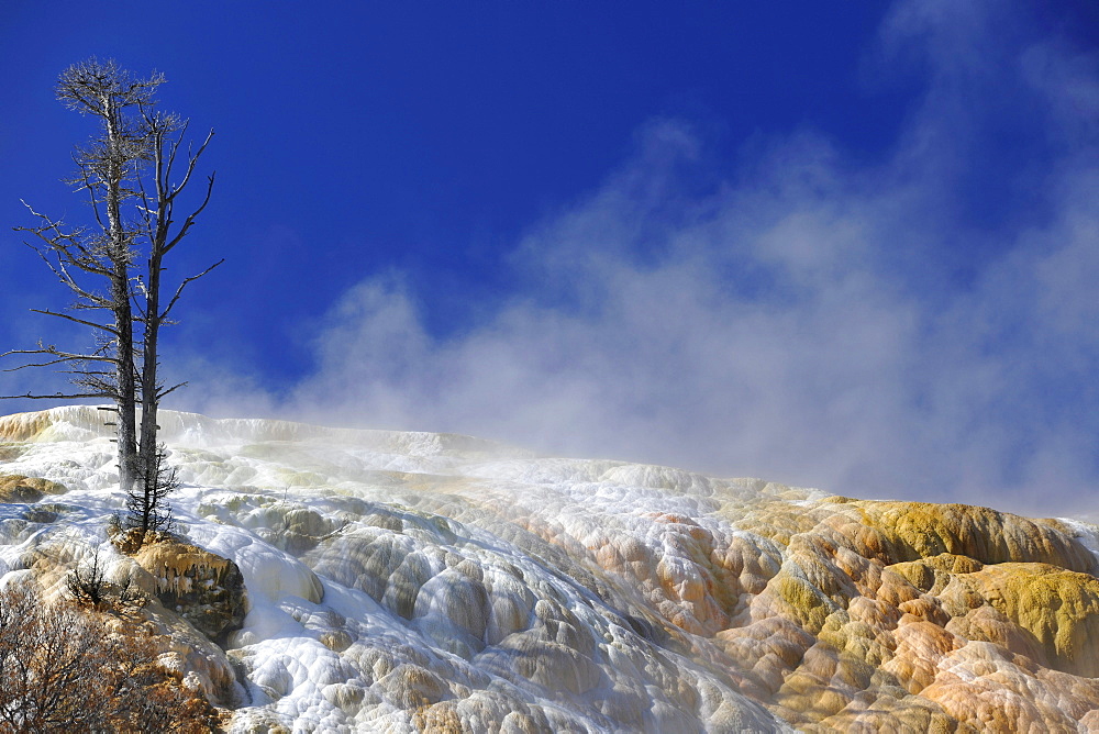 Devil's Thumb, Palette Spring Street, Lower Terraces, limestone sinter terraces, geysers, hot springs, colorful thermophilic bacteria, microorganisms, petrified trees, Mammoth Hot Springs Terraces in Yellowstone National Park, Wyoming, United States of Am