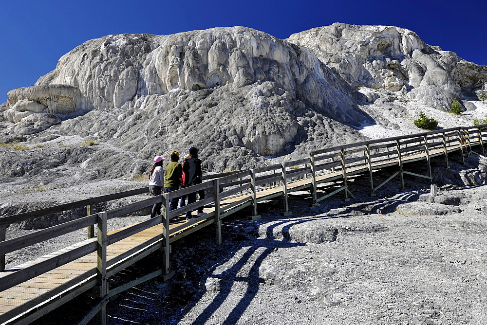 Boardwalk on Mound and Jupiter Spring Terrace, Main Terrace, limestone sinter terraces, geysers, hot springs, Mammoth Hot Springs Terraces in Yellowstone National Park, Wyoming, United States of America, USA