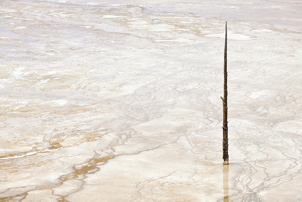 Petrified tree, runoff area of the Grand Prismatic Spring, Midway Geyser Basin, colored thermophilic bacteria, microorganisms, hot springs, Yellowstone National Park, Wyoming, United States of America, USA