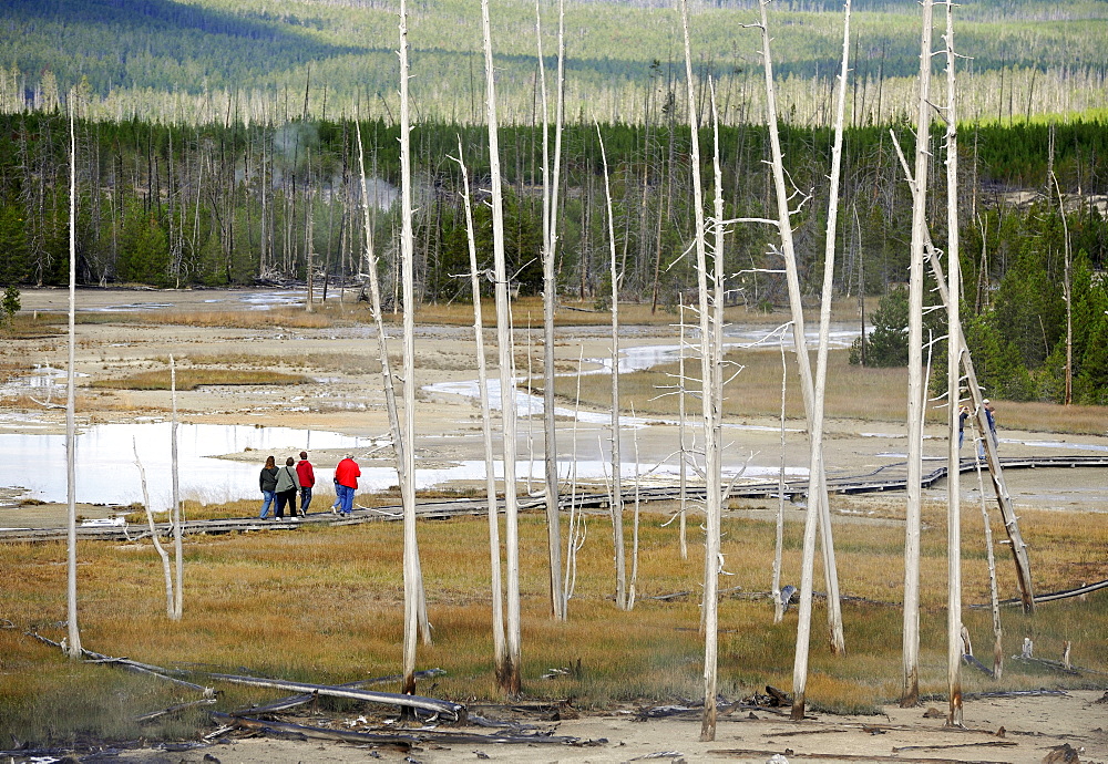 Porcelain Basin Overlook viewing point, Norris Geyser Basin, geysers, geothermal springs in Yellowstone National Park, Wyoming, United States of America, USA