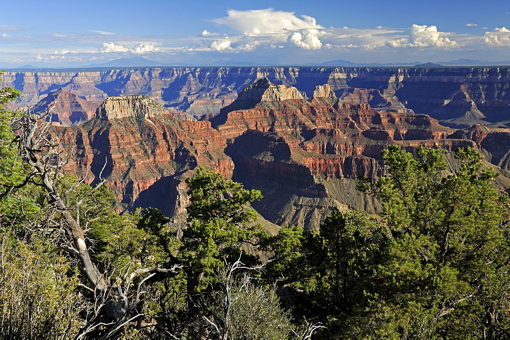 Evening at Bright Angel Point, Grand Canyon North Rim, Arizona, USA, America