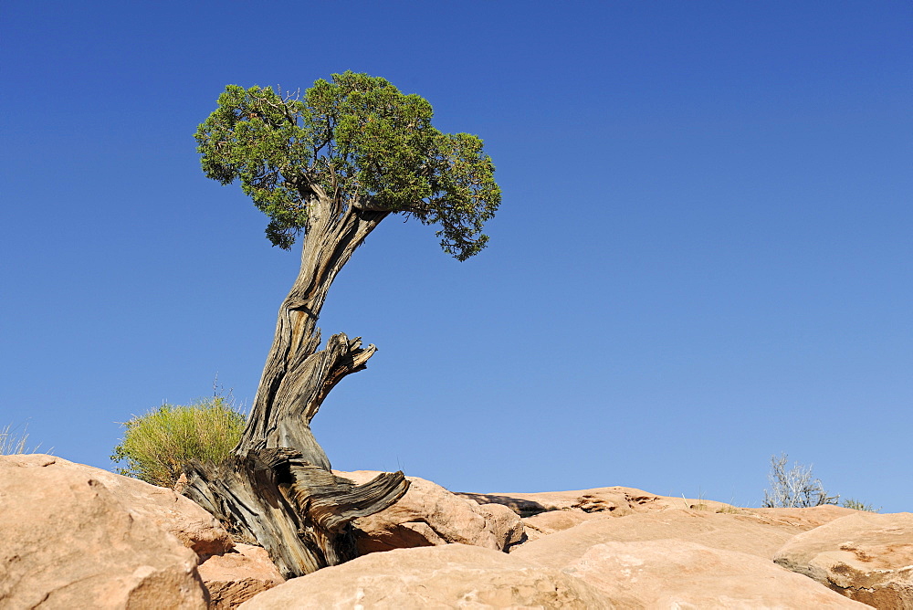 Utah Juniper (Juniperus osteopserma), growing in rock, Grand Canyon, Arizona, USA