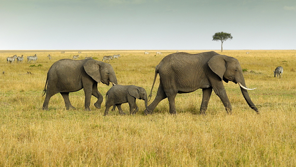 African Bush Elephant (Loxodonta africana), group with newborn calf wandering landscape with stormy sky, Masai Mara National Reserve, Kenya, East Africa, Africa