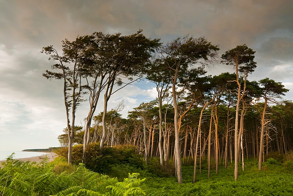 Coastal forest, Westrand Darss, Western Pomerania Lagoon Area National Park, Mecklenburg-Western Pomerania, Germany, Europe