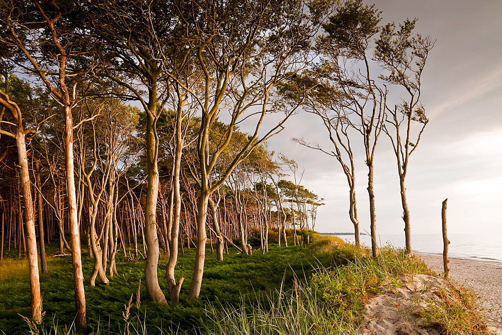 Coastal forest, Westrand Darss, Western Pomerania Lagoon Area National Park, Mecklenburg-Western Pomerania, Germany, Europe