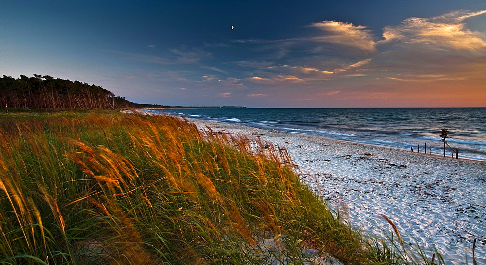 Dune landscape, Westrand Darss, Western Pomerania Lagoon Area National Park, Mecklenburg-Western Pomerania, Germany, Europe