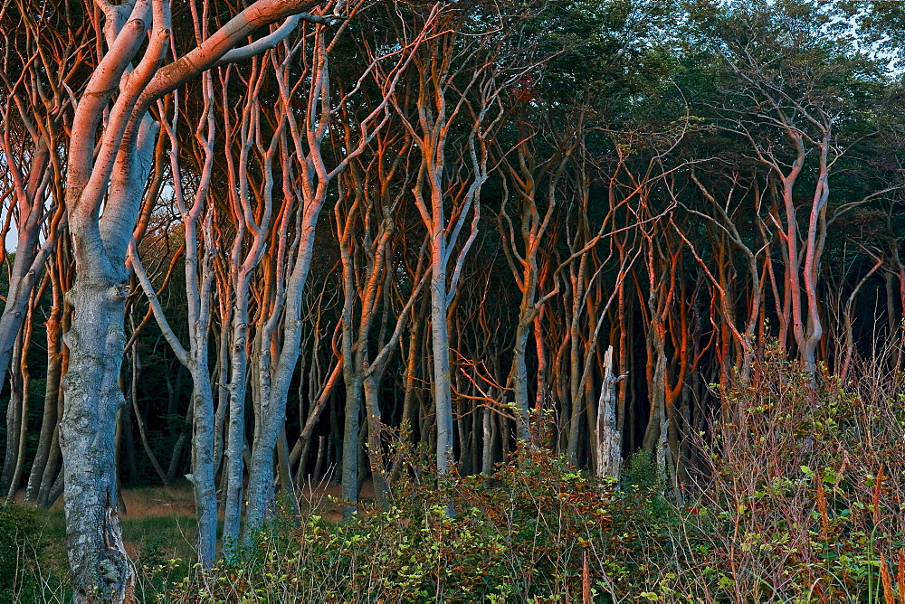 Coastal forest, Westrand Darss, Western Pomerania Lagoon Area National Park, Mecklenburg-Western Pomerania, Germany, Europe