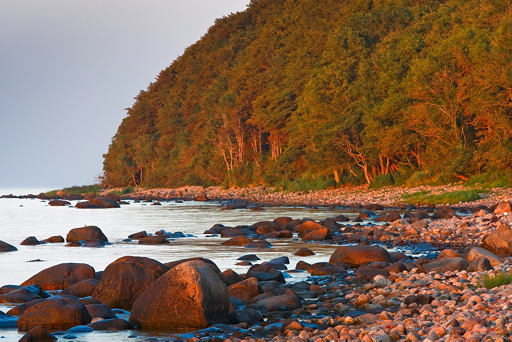 Rocky beach with coastal forest, Nardewitz, Lohme, Ruegen, Mecklenburg-Western Pomerania, Germany, Europe