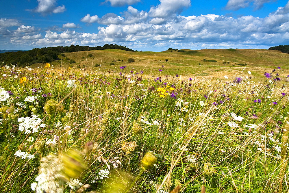 Dry grasslands, Moenchgut, Moenchgut Nature Reserve, Southeast Ruegen Biosphere Reserve, Ruegen, Mecklenburg-Western Pomerania, Germany, Europe