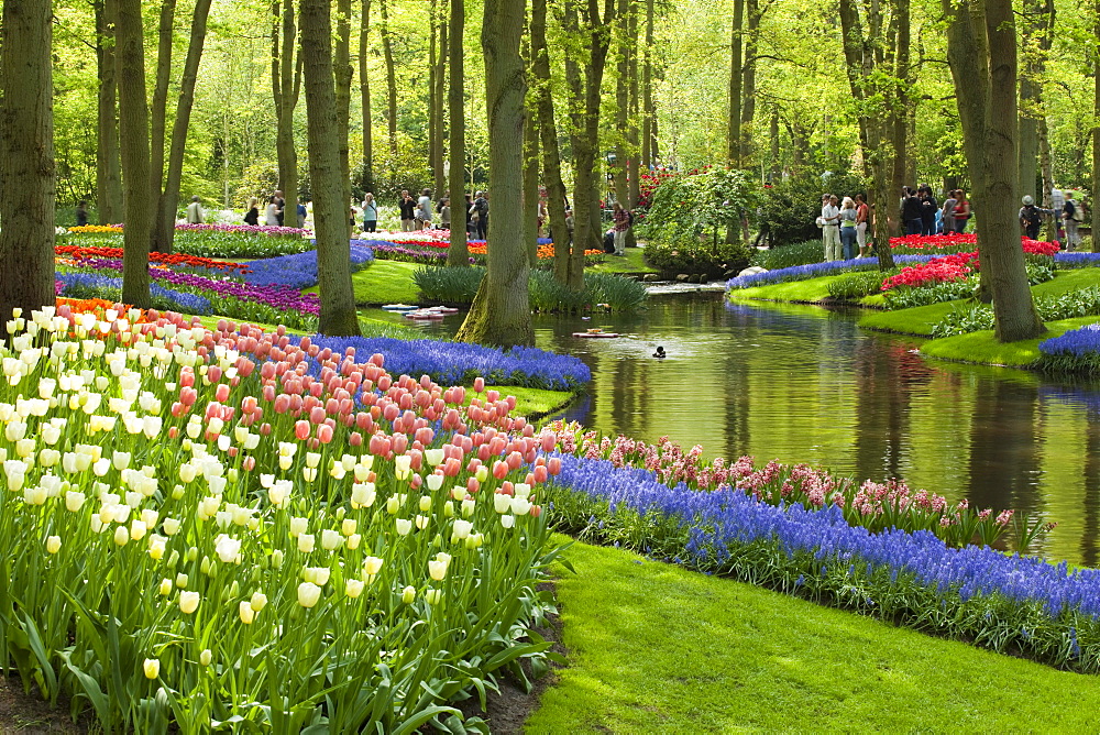 Annual flower show with mostly tulips, Keukenhof flower garden, Lisse, North Holland province, Netherlands, Europe