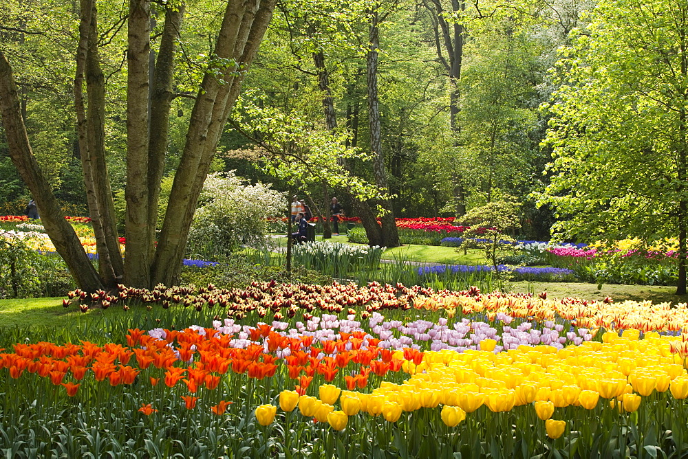 Annual flower show with mostly tulips, Keukenhof flower garden, Lisse, North Holland province, Netherlands, Europe