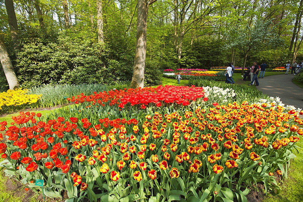 Annual flower show with mostly tulips, Keukenhof flower garden, Lisse, North Holland province, Netherlands, Europe