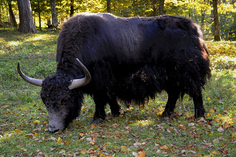 Yak (Bos grunniens) in a forest, Sweden, Europe