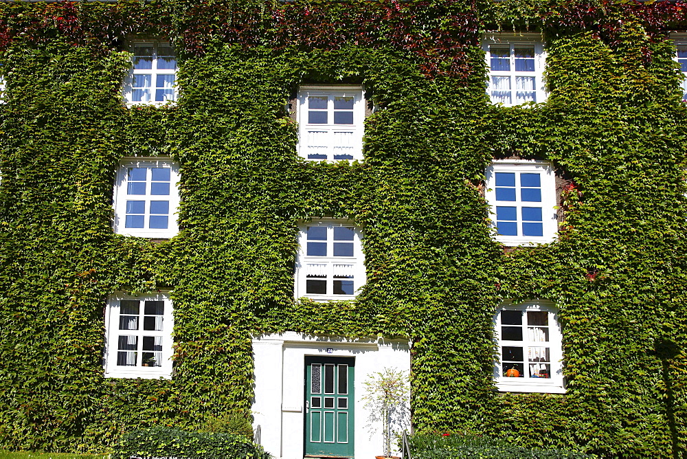 House, facade overgrown with ivy