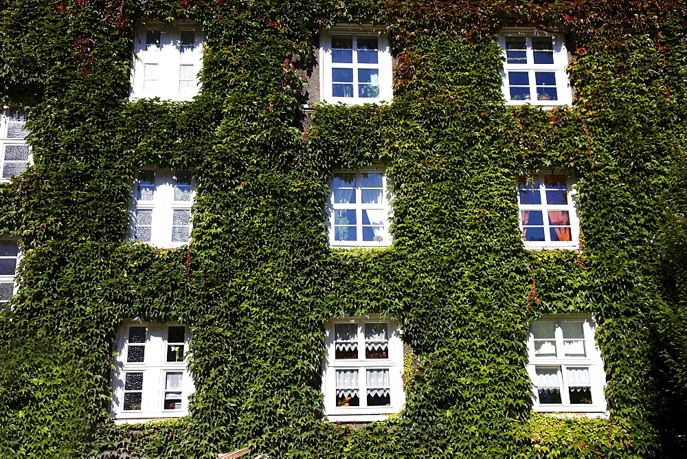 House, facade overgrown with ivy