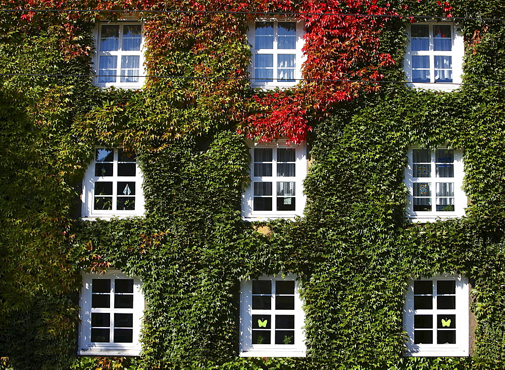 House, facade overgrown with ivy