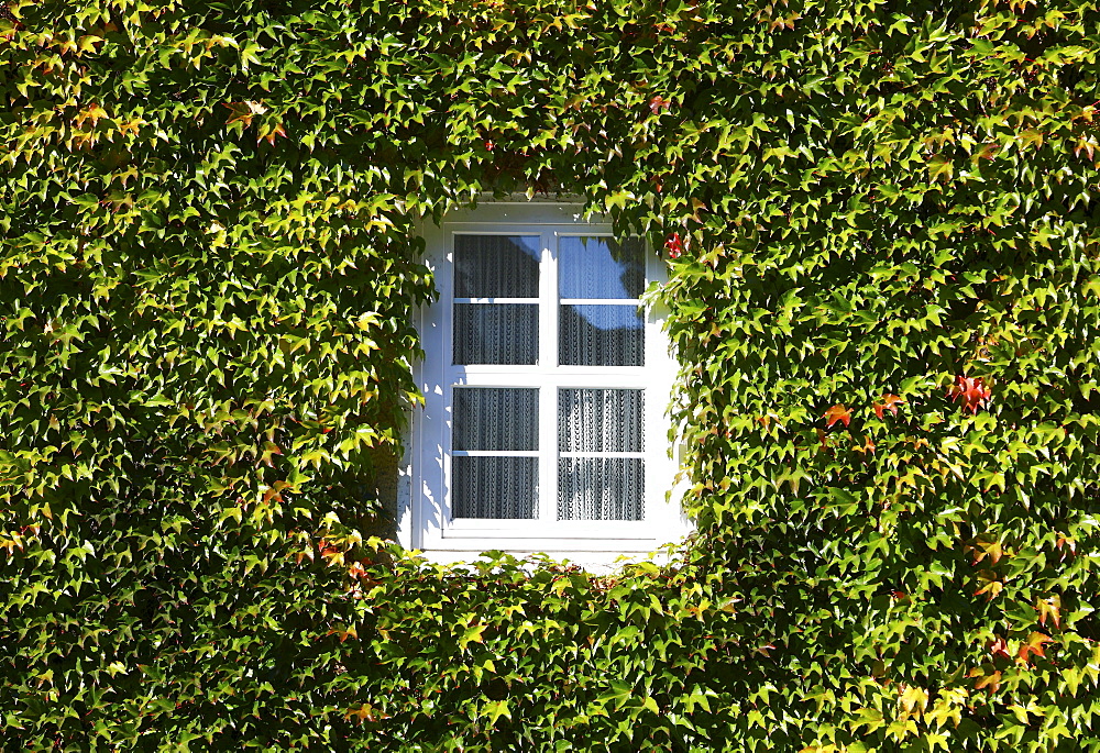 House, facade overgrown with ivy