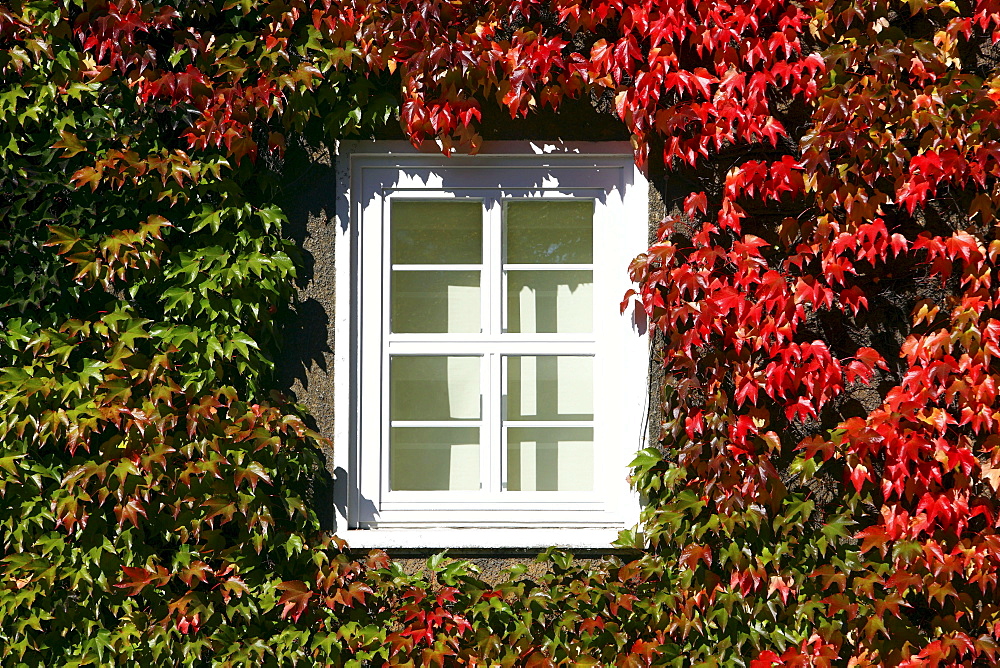 House, facade overgrown with ivy