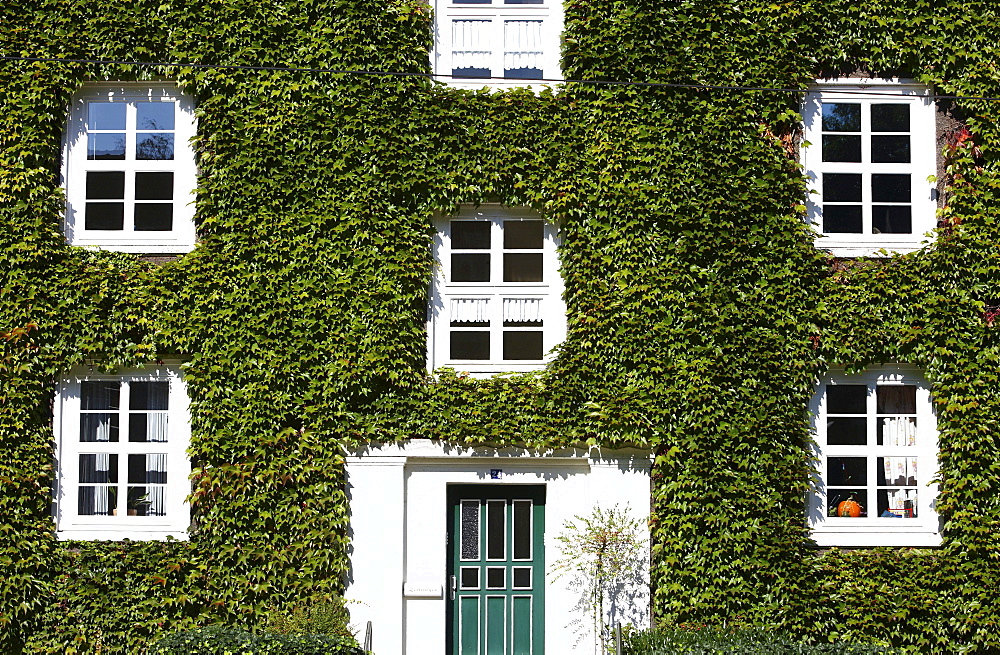 House, facade overgrown with ivy