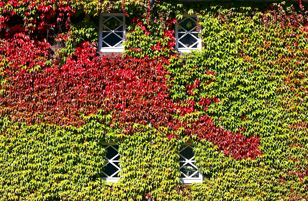 House, facade overgrown with ivy