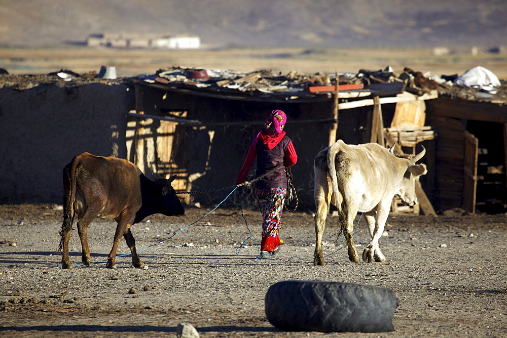 Morning, woman with cows, Bulunkul, Pamir, Tajikistan, Central Asia