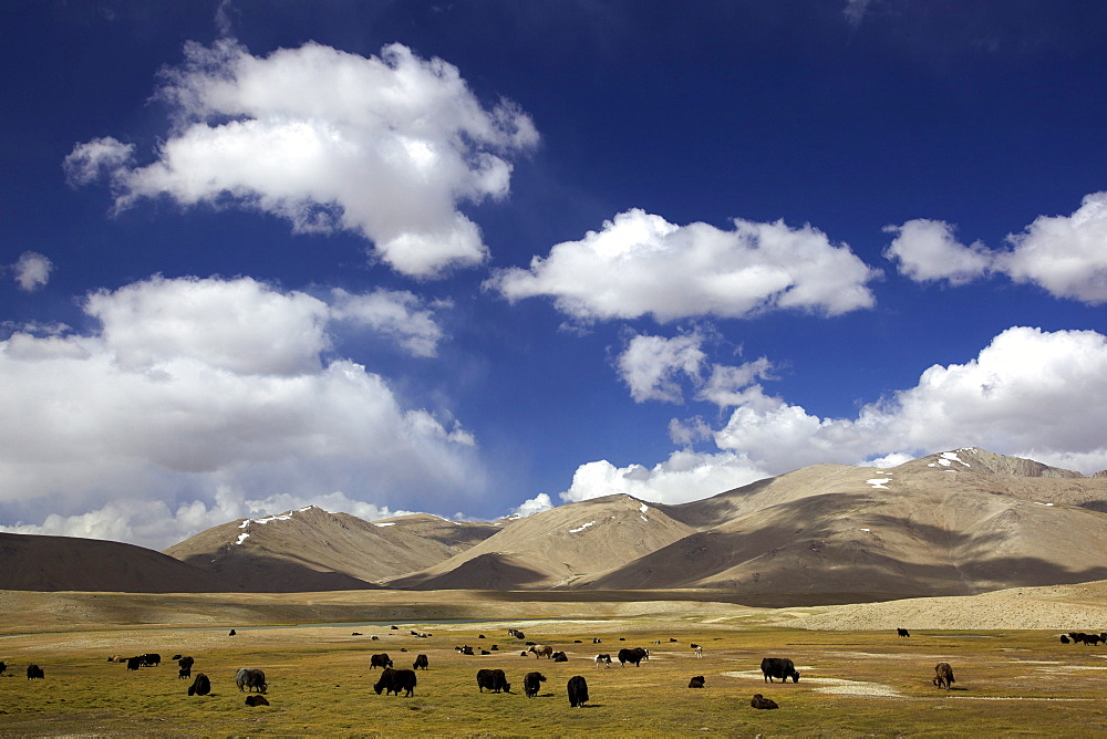 Yak (Bos mutus), herd, Pamir mountain range, Tajikistan, Central Asia