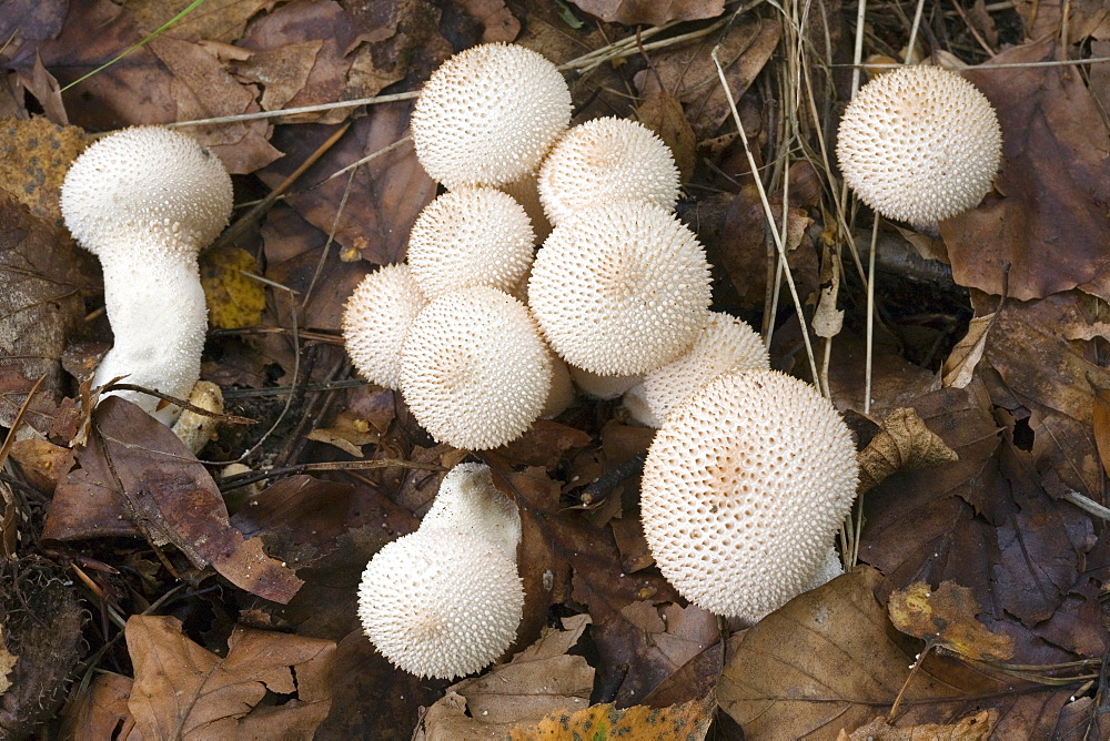 Common puffball (Lycoperdon perlatum)