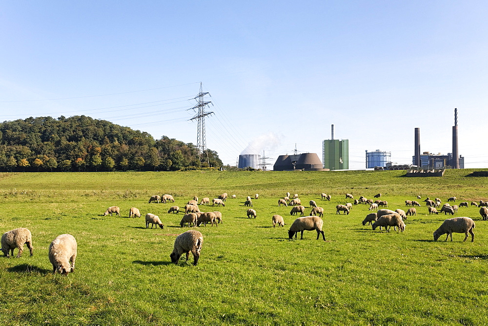 Flock of sheep grazing on the banks of the Rhine against industrial scenery, Alsumer Berg protected landscape, Bruckhausen, Duisburg, North Rhine-Westphalia, Germany, Europe