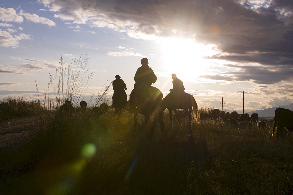 Rider in back light, sunset, Issy Koel, Kyrgyzstan, Central Asia