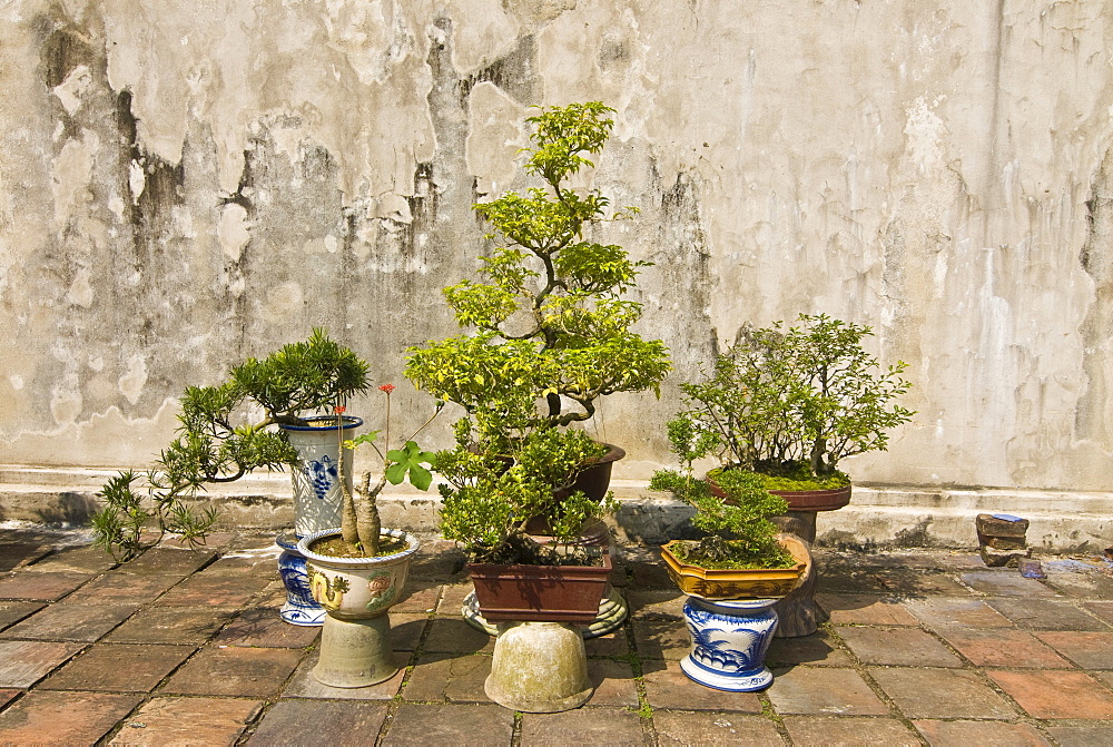 Bonsai trees in front of a temple, Hue, Vietnam, Asia