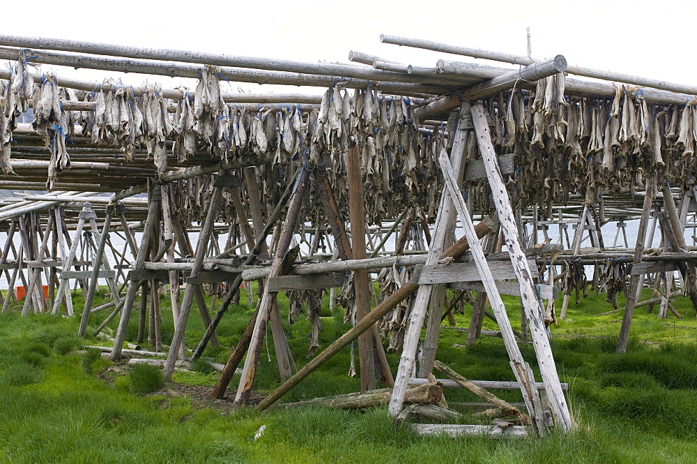 Drying fish, Flateyri, Iceland, Europe