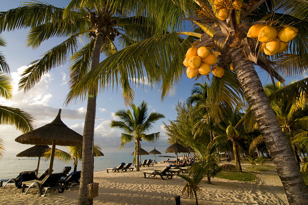 Coconut palms on the beach of Le Paradis Hotel, Mauritius, Africa