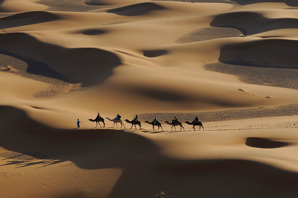 Camel caravan crossing the sand dunes of the Sahara, Merzouga, Morocco, Africa