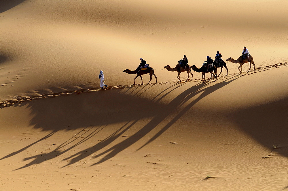 Camel caravan crossing the sand dunes of the Sahara, Merzouga, Morocco, Africa