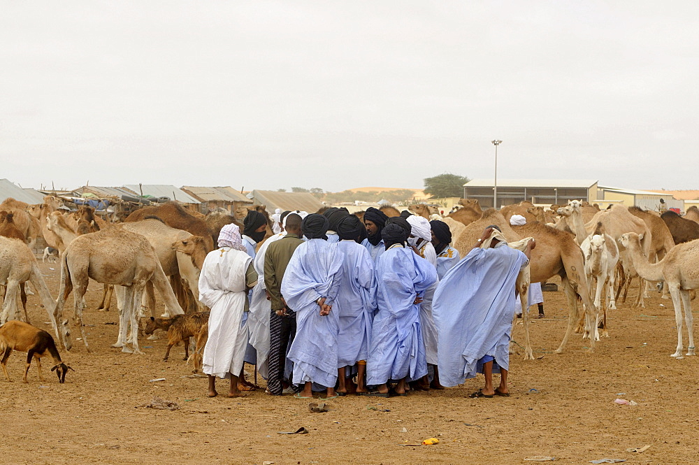 Trading on the camel market of Nouakchott, Mauritania, northwestern Africa