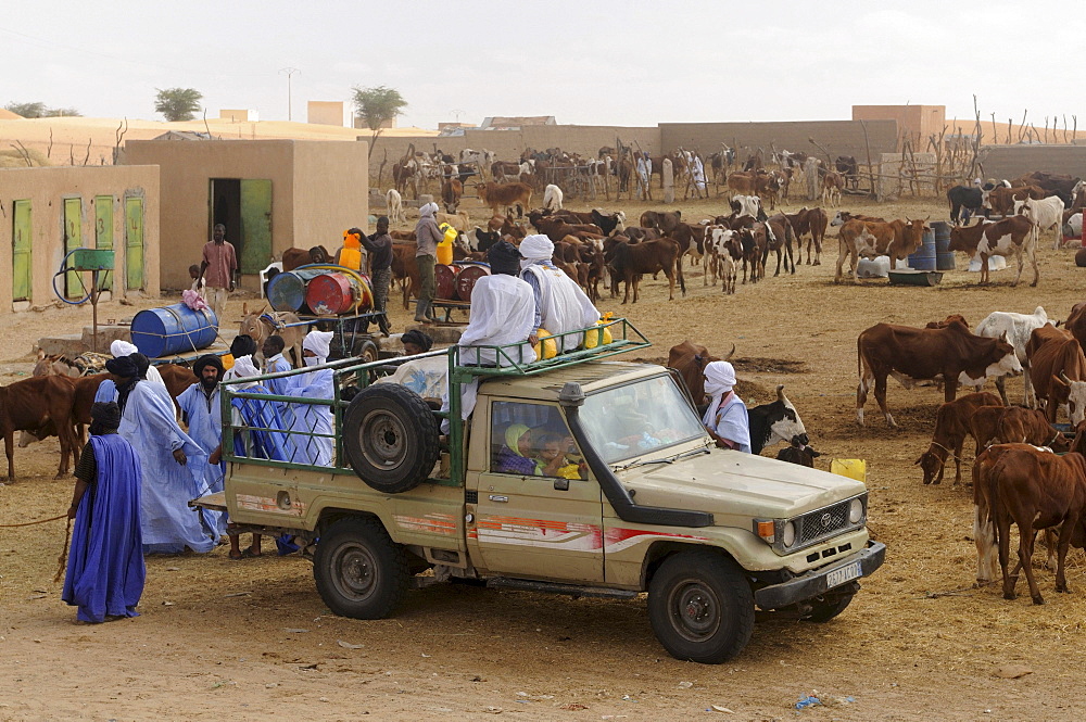 Trading on the camel market of Nouakchott, Mauritania, northwestern Africa