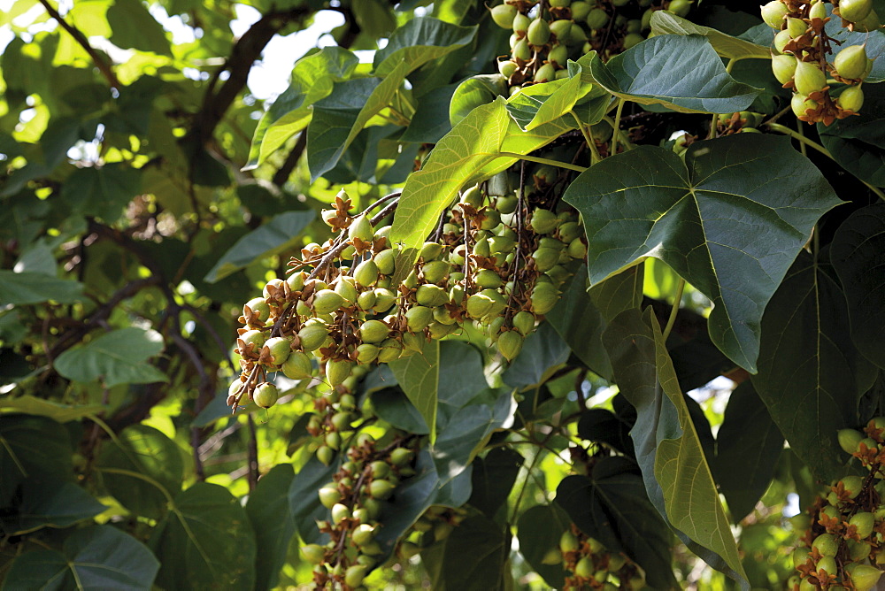 Empress Tree, Princess Tree or Foxglove Tree (Paulownia tomentosa), seeds