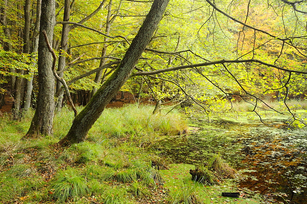 Autumn in the moor in Jasmund National Park, Ruegen, Mecklenburg-Western Pomerania, Germany, Europe