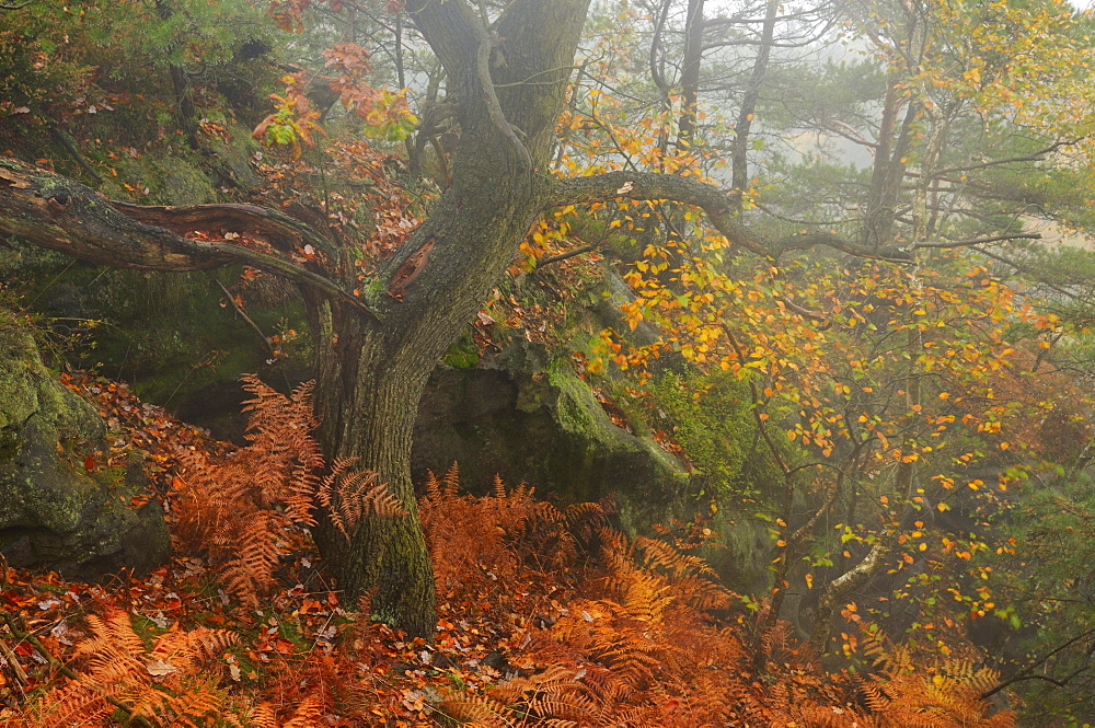 Foggy mood in autumn in the Saechsische Schweiz, Saxon Switzerland, Elbe Sandstone Mountains, Saxony, Germany, Europe