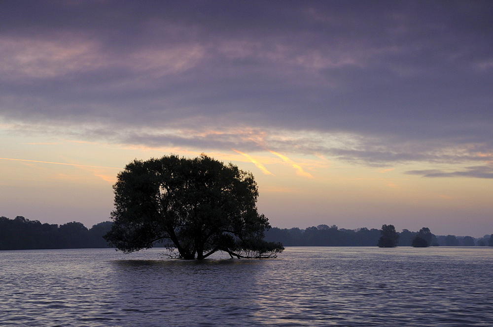 Flooded grassland on the Elbe river near Dessau at sunrise, Mittlere Elbe biosphere reserve, Saxony-Anhalt, Germany, Europe