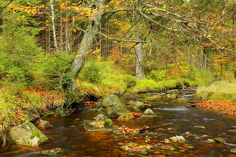 Bode river near Braunlage in autumn, Harz mountain range, Lower Saxony, Germany, Europe