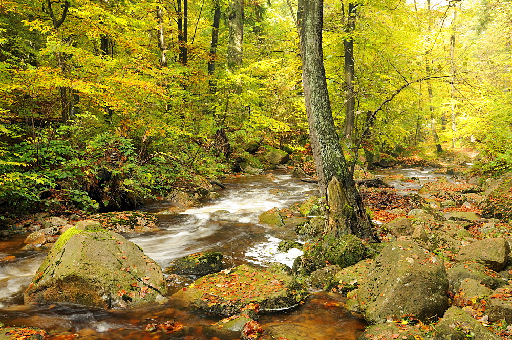Ilse river near Ilsenburg in autumn, Harz mountain range, Saxony-Anhalt, Germany, Europe