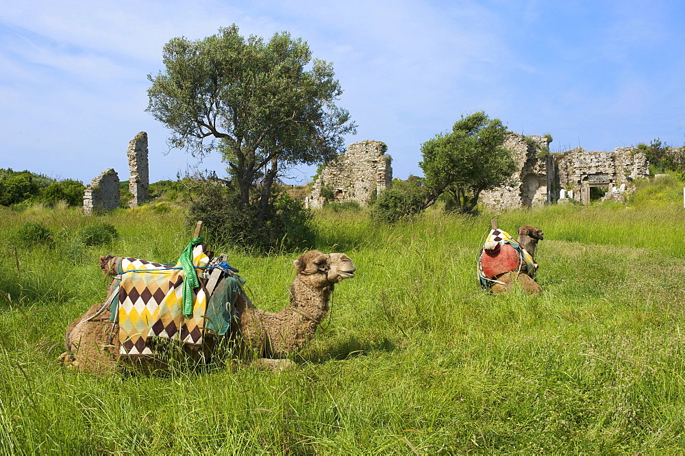 Camel for tourists at the ruins of Side, Turkish Riviera, Turkey, Western Asia