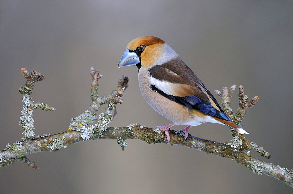 Hawfinch (Coccothraustes coccothraustes), male in breeding plumage, perched on apple tree branch, UNESCO Biosphere Reserve, Swabian Alb, Baden-Wuerttemberg, Germany, Europe