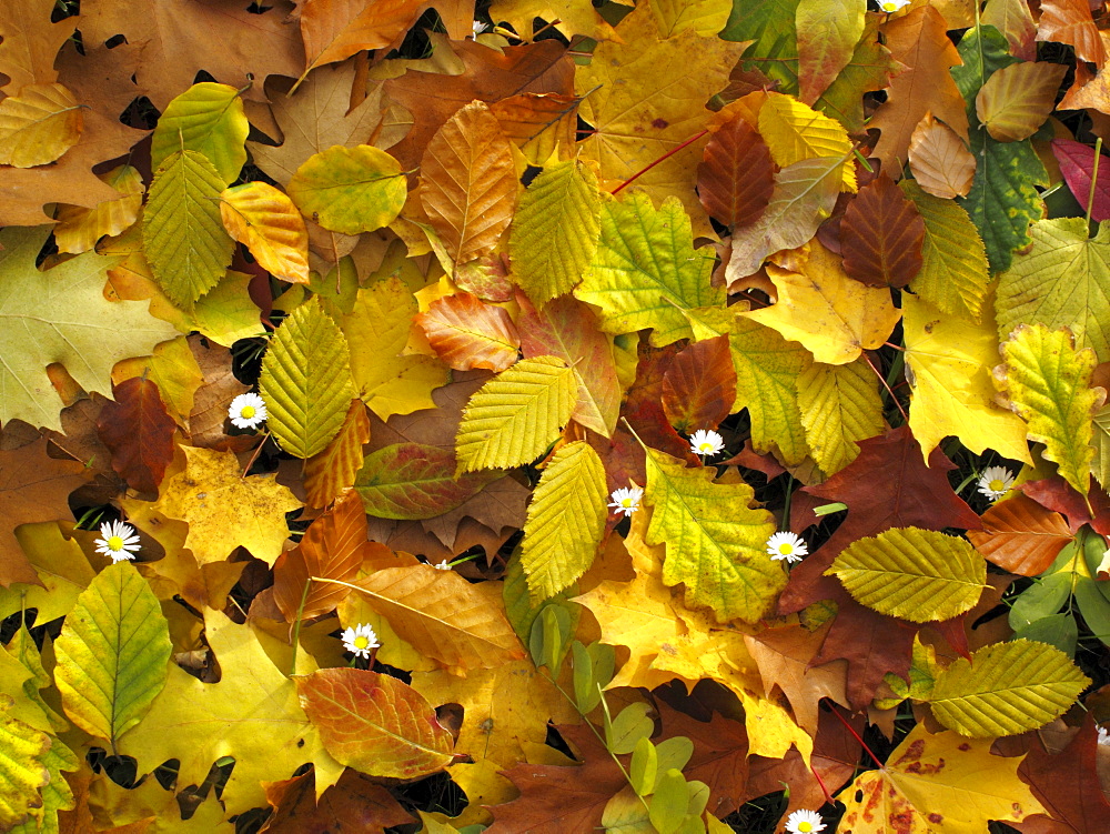 Various autumn leaves