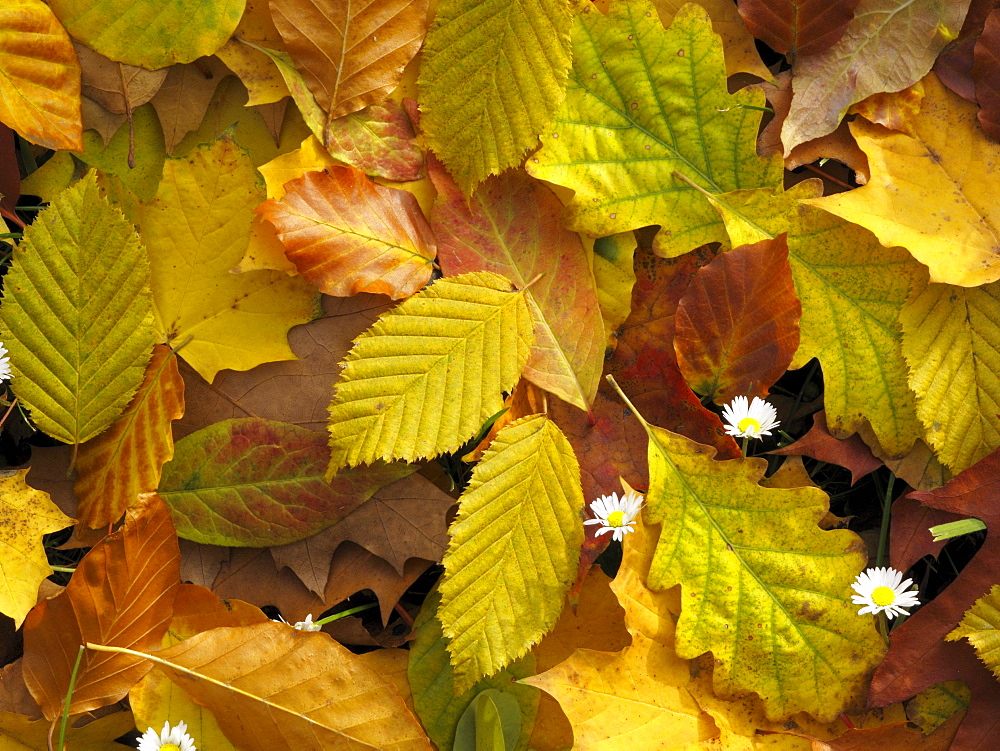 Various autumn leaves